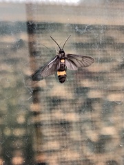 Psichotoe duvaucelii