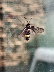 Psichotoe duvaucelii