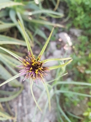 Tragopogon coelesyriacus