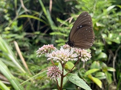 Euploea sylvester swinhoei