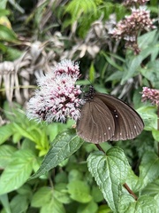 Euploea sylvester swinhoei