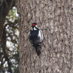 Dendrocopos major