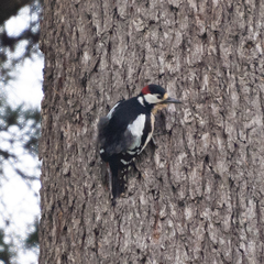 Dendrocopos major