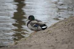 Anas platyrhynchos