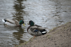 Anas platyrhynchos
