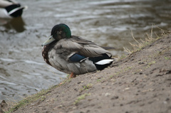 Anas platyrhynchos