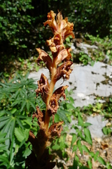 Orobanche haenseleri