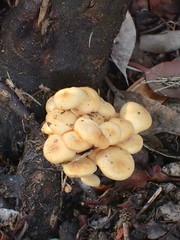 Armillaria luteobubalina