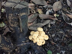 Armillaria luteobubalina
