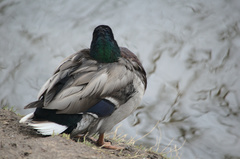 Anas platyrhynchos