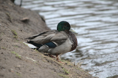 Anas platyrhynchos
