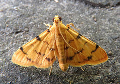 Xanthomelaena schematias