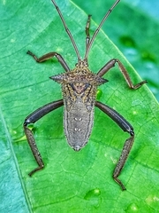 Aspilosterna albovittata