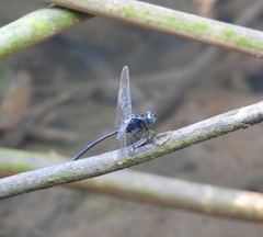 Pornothemis starrei