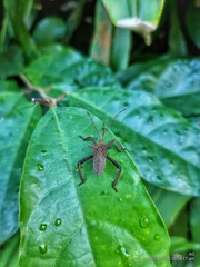 Aspilosterna albovittata