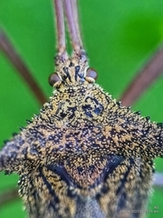 Aspilosterna albovittata