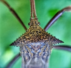 Aspilosterna albovittata