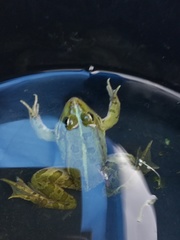 Pelophylax kurtmuelleri
