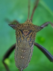 Aspilosterna albovittata