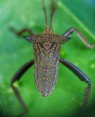 Aspilosterna albovittata