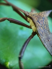 Aspilosterna albovittata