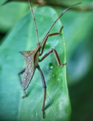 Aspilosterna albovittata