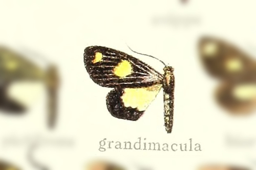 Xenorma grandimacula