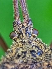 Aspilosterna albovittata