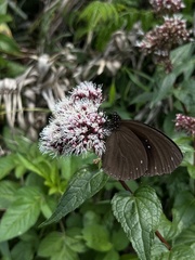 Eupatorium kiirunense