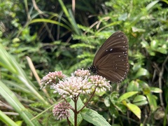 Eupatorium kiirunense