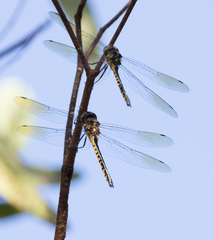 Hemicordulia australiae