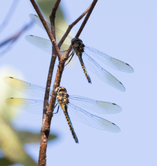 Hemicordulia australiae