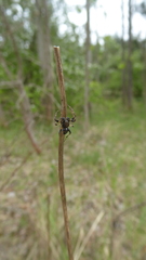 Gibbaranea bituberculata