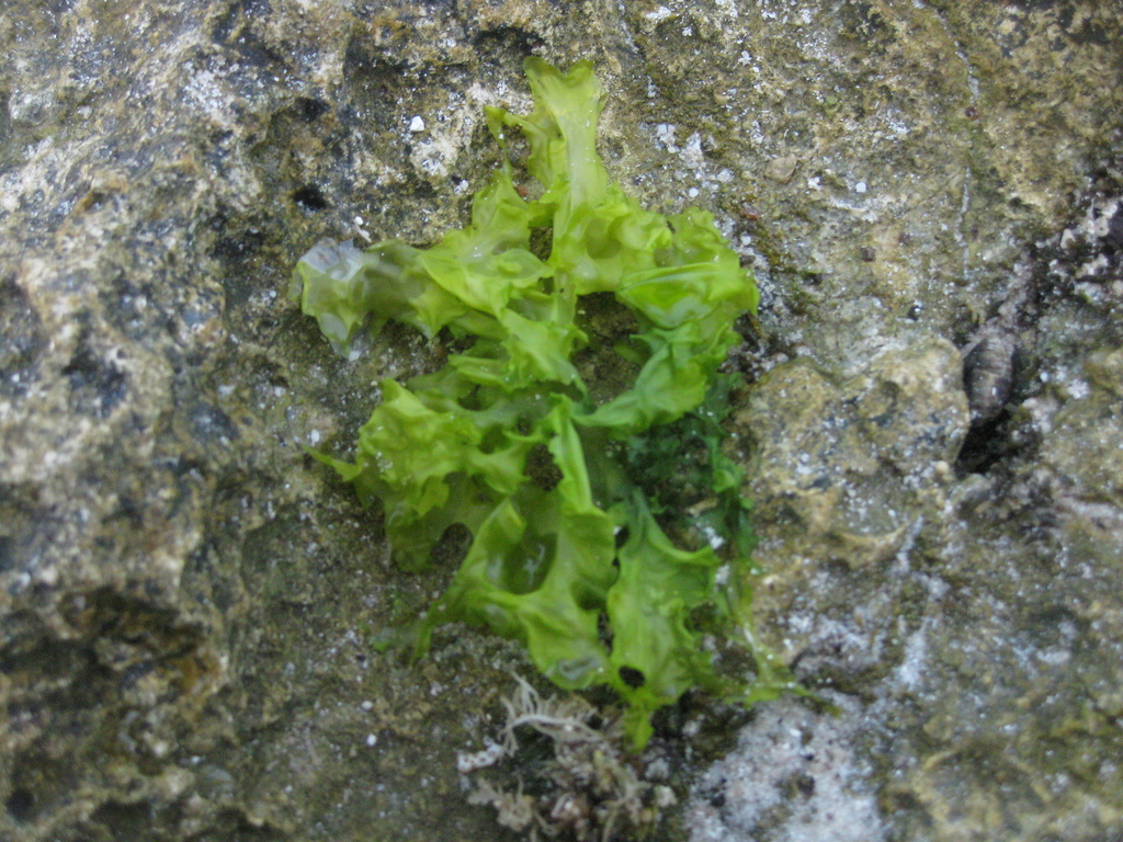 Broadleaf Sea Lettuce from Tegaldlimo, Banyuwangi Regency, East Java, Indonesia on October 23