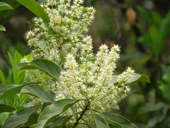 Itea chinensis