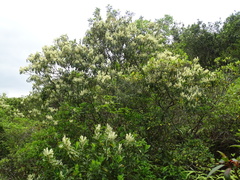 Itea chinensis