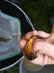 Triturus macedonicus