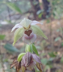Epipactis helleborine