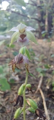 Epipactis helleborine