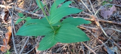 Epipactis helleborine