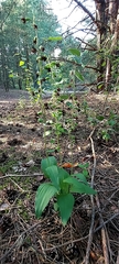 Epipactis helleborine