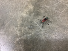 Leptocoris rufomarginatus