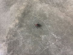 Leptocoris rufomarginatus