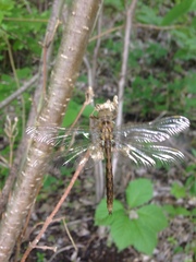 Neurocordulia molesta