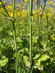 Ranunculus constantinopolitanus