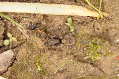 Arctosa maculata