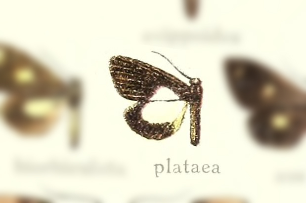 Nebulosa plataea