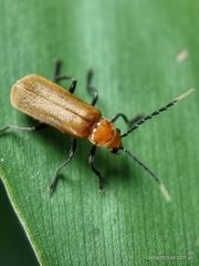 Polemiosilis