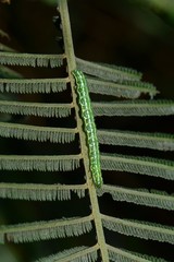 Dissomorphia australiaria