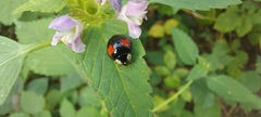 Harmonia axyridis